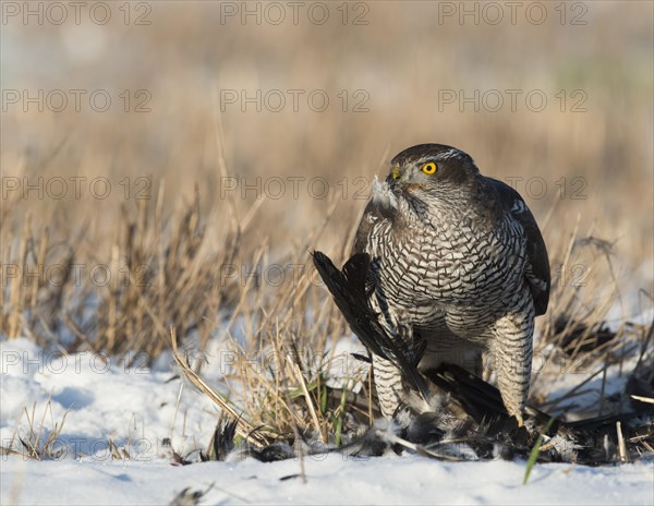 Northern Goshawk (Accipiter gentilis) with its prey