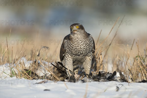 Northern Goshawk (Accipiter gentilis) with its prey