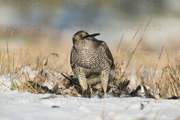 Northern Goshawk (Accipiter gentilis) with its prey