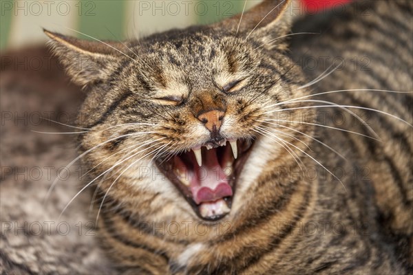 Tomcat yawning