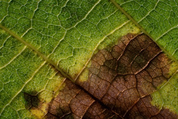 Leaf with a brownish discoloration