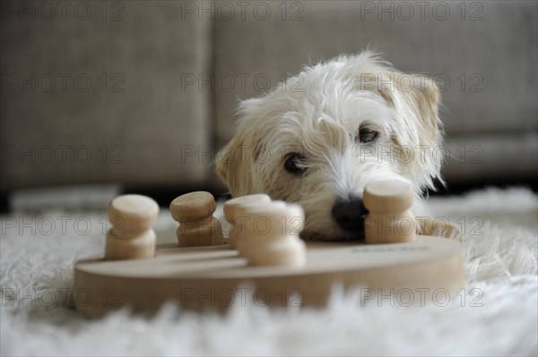 Mongrel with a game of skill for dogs