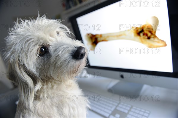 Mongrel Terrier looking at a computer screen with a bone