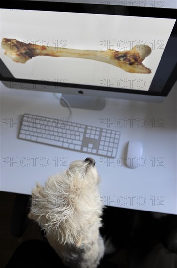 Mongrel Terrier looking at a computer screen with a bone