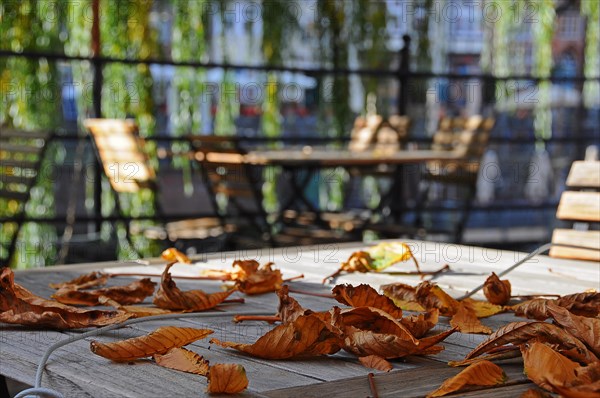 Autumn foliage