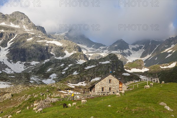 Flock of sheep at the Rifugio Pian delle Creste mountain hut