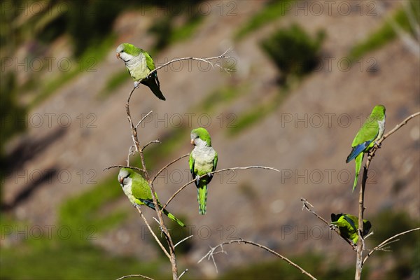 Monk Parakeet or Quaker Parrots (Myiopsitta monachus)