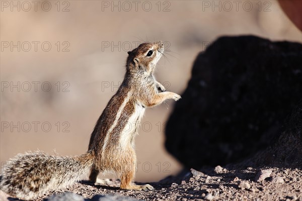 Barbary Ground Squirrel (Atlantoxerus getulus)