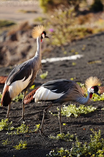 Grey Crowned Crane (Balearica regulorum)