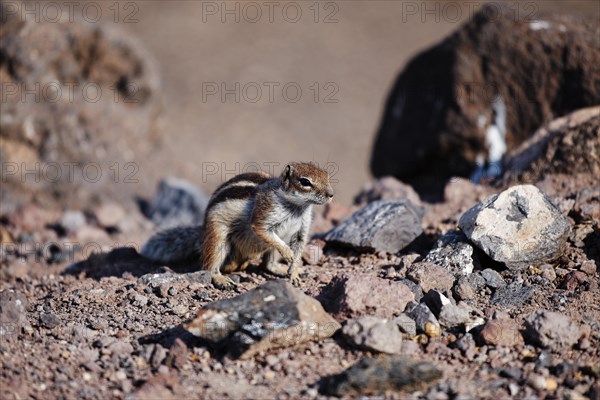 Barbary ground squirrel (Atlantoxerus getulus)