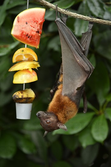 Flying fox (Pteropus sp.) on feeding site