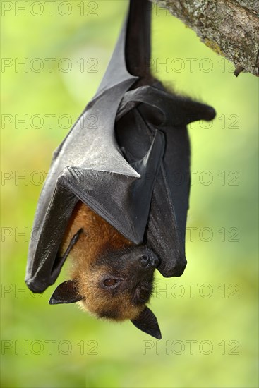 Flying fox (Pteropus sp.)