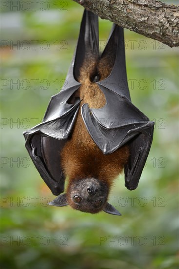 Flying fox (Pteropus sp.)