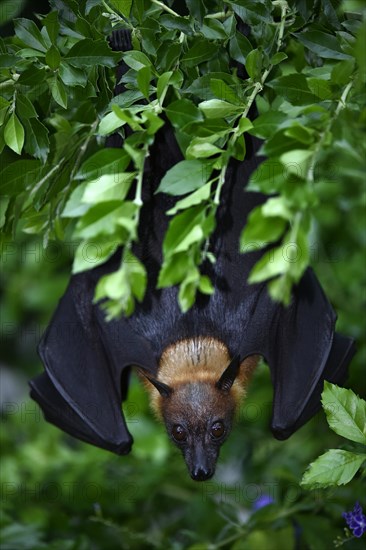 Flying Fox (Pteropus sp.)