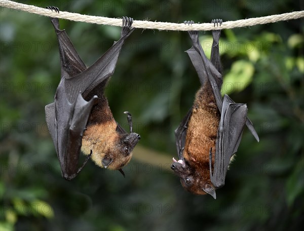 Flight Foxes (Pteropus sp.)