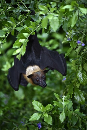 Flying Fox (Pteropus sp.)