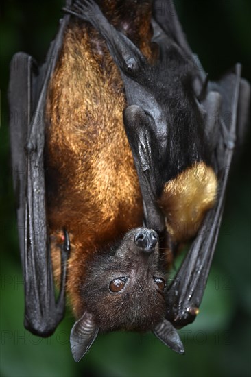 Flying Fox (Pteropus sp.)