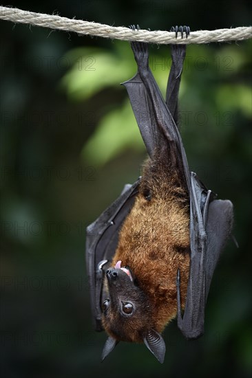 Flying Fox (Pteropus sp.)