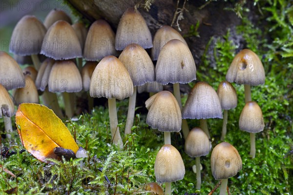 Stump fairy helmet (Mycena stipata) growing on moss-covered dead wood