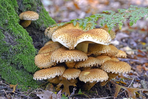 Shaggy scalycap (Pholiota squarrosa)