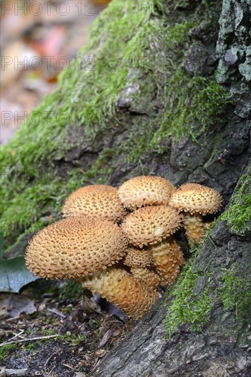 Shaggy scalycap (Pholiota squarrosa)