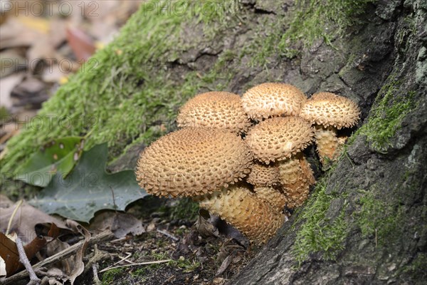 Shaggy scalycap (Pholiota squarrosa)