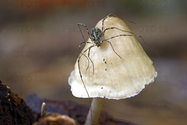 Harvestman (Opiliones spec.) perched on a mushroom