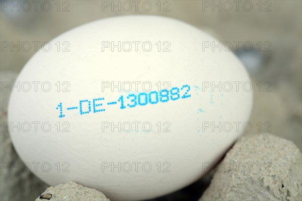 White egg with the producer code