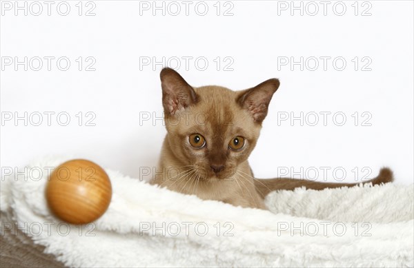 Burmese cat