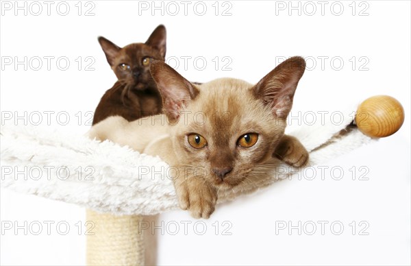 Two Burmese cats