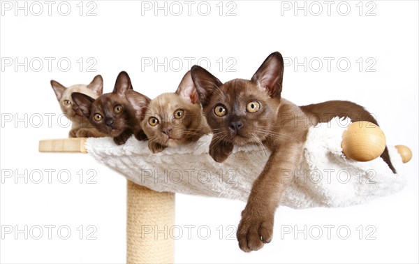 Four Burmese cats