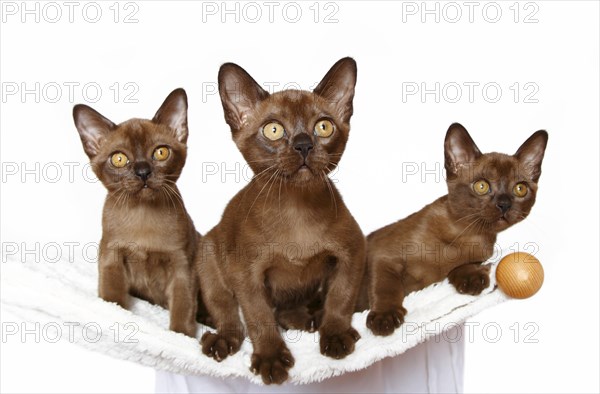 Three Burmese cats