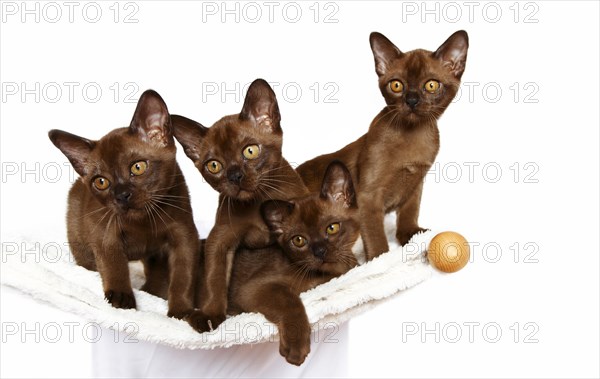 Four Burmese cats