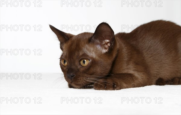 Young Burmese cat