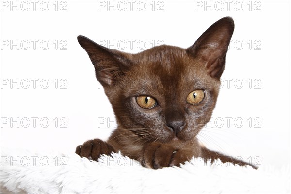 Young Burmese cat