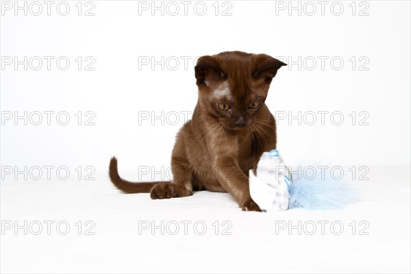 Young Burmese cat