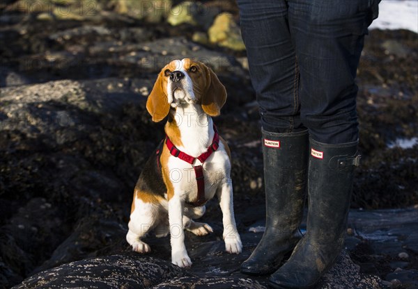 Tricolour Beagle