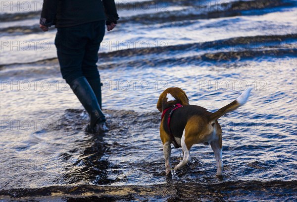 Tricolour Beagle