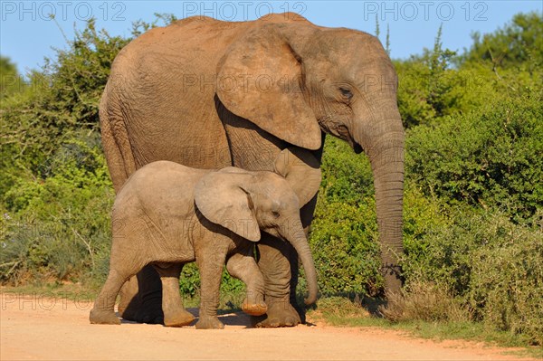 African Elephant (Loxodonta africana) with calf