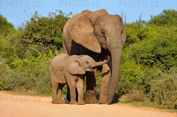 African Elephant (Loxodonta africana) with calf