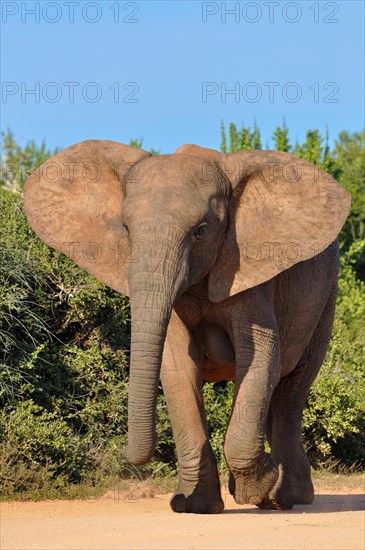 African Elephant (Loxodonta africana)