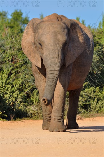 African Elephant (Loxodonta africana)