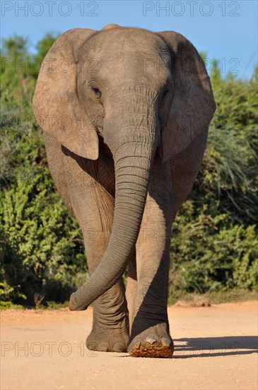 African Elephant (Loxodonta africana)