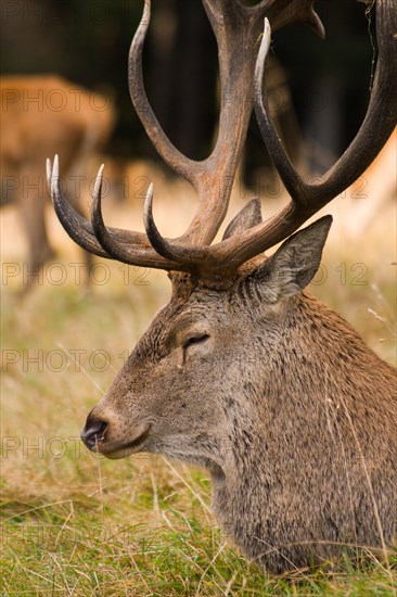 Red deer (Cervus elaphus)