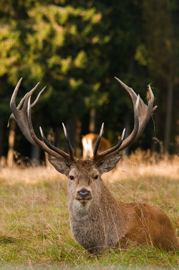 Red deer (Cervus elaphus)