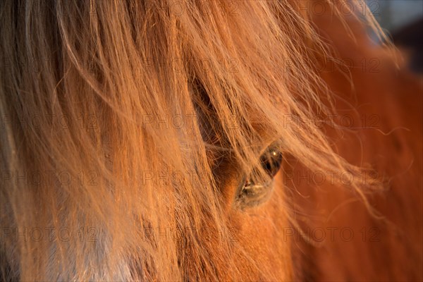 Icelandic horse in the evening light