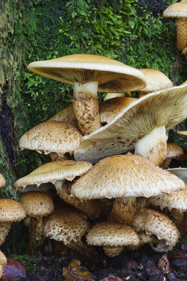 Honey fungus (Armillaria) growing on an old moss-covered beech trunk (Fagus sylvatica)