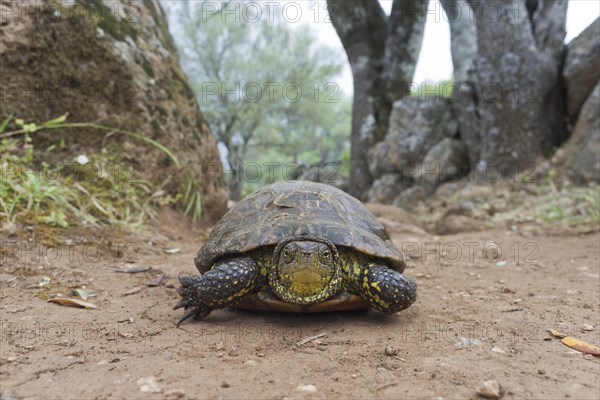 Hermann's Tortoise (Testudo hermanni)