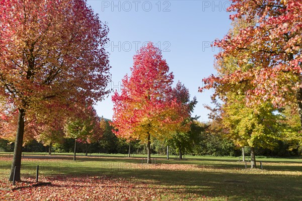 American Sweetgums