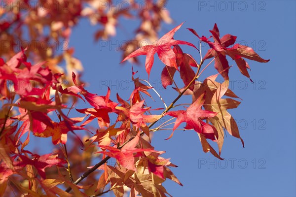 American Sweetgum